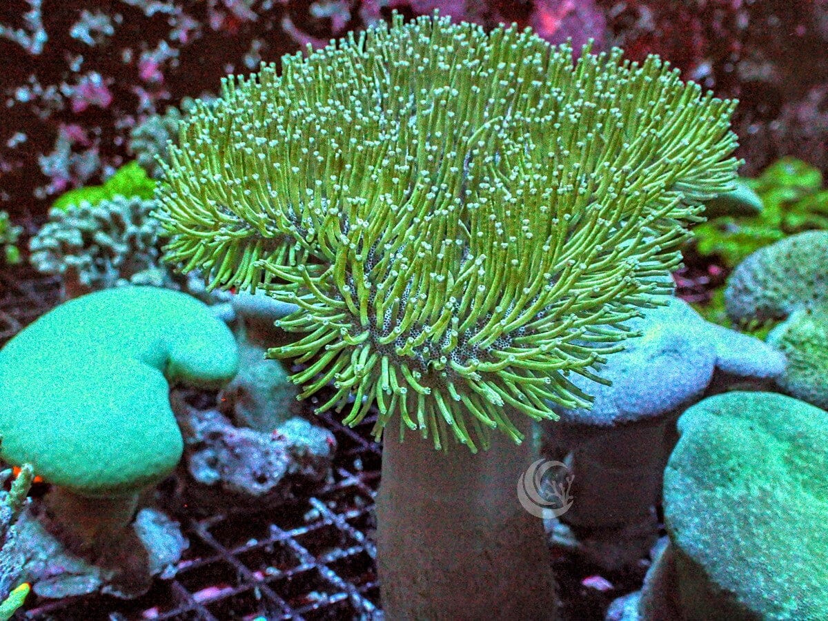 Long Polyp Lime Toadstool Leather