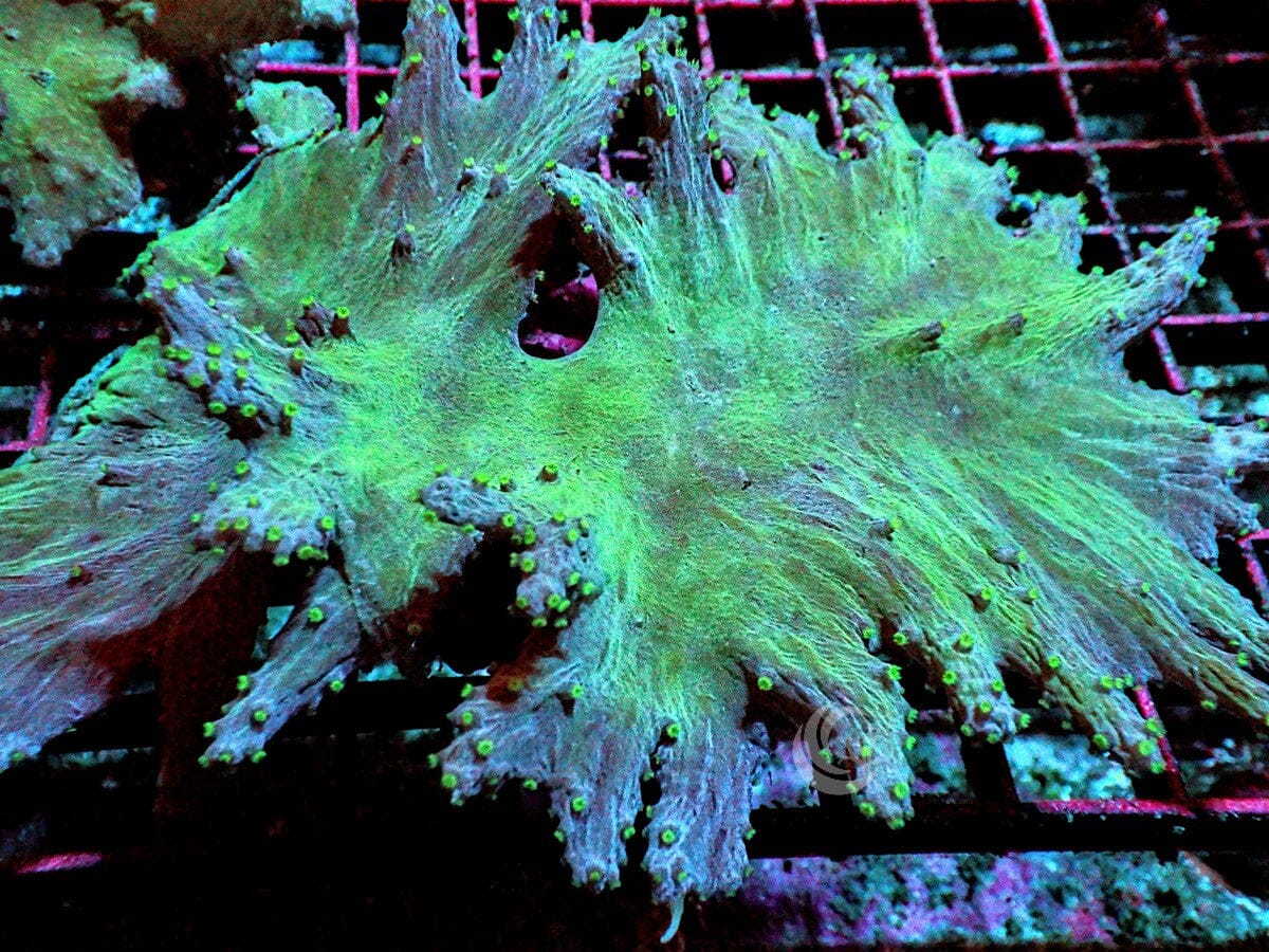Green Cabbage Leather