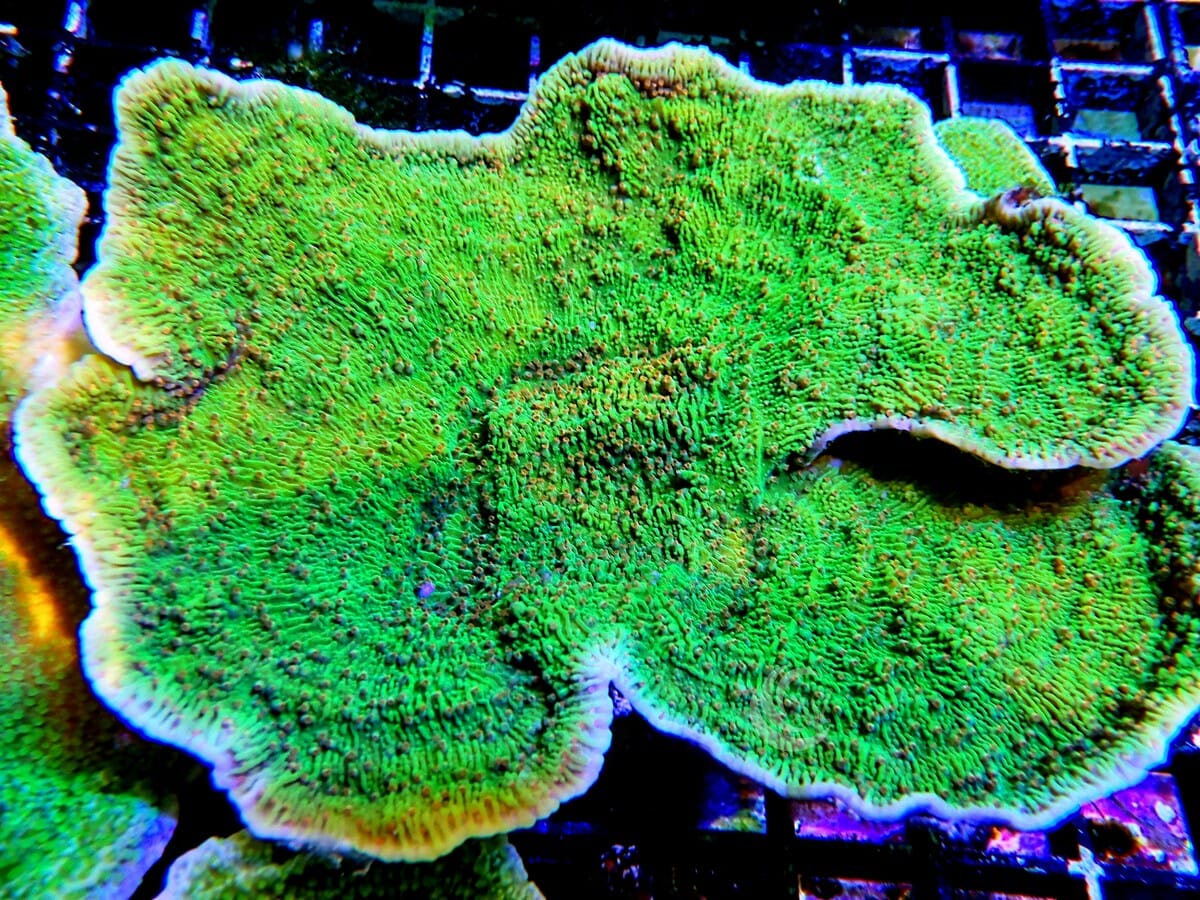 Grinch Plating Montipora