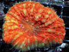 Orange Lobophyllia