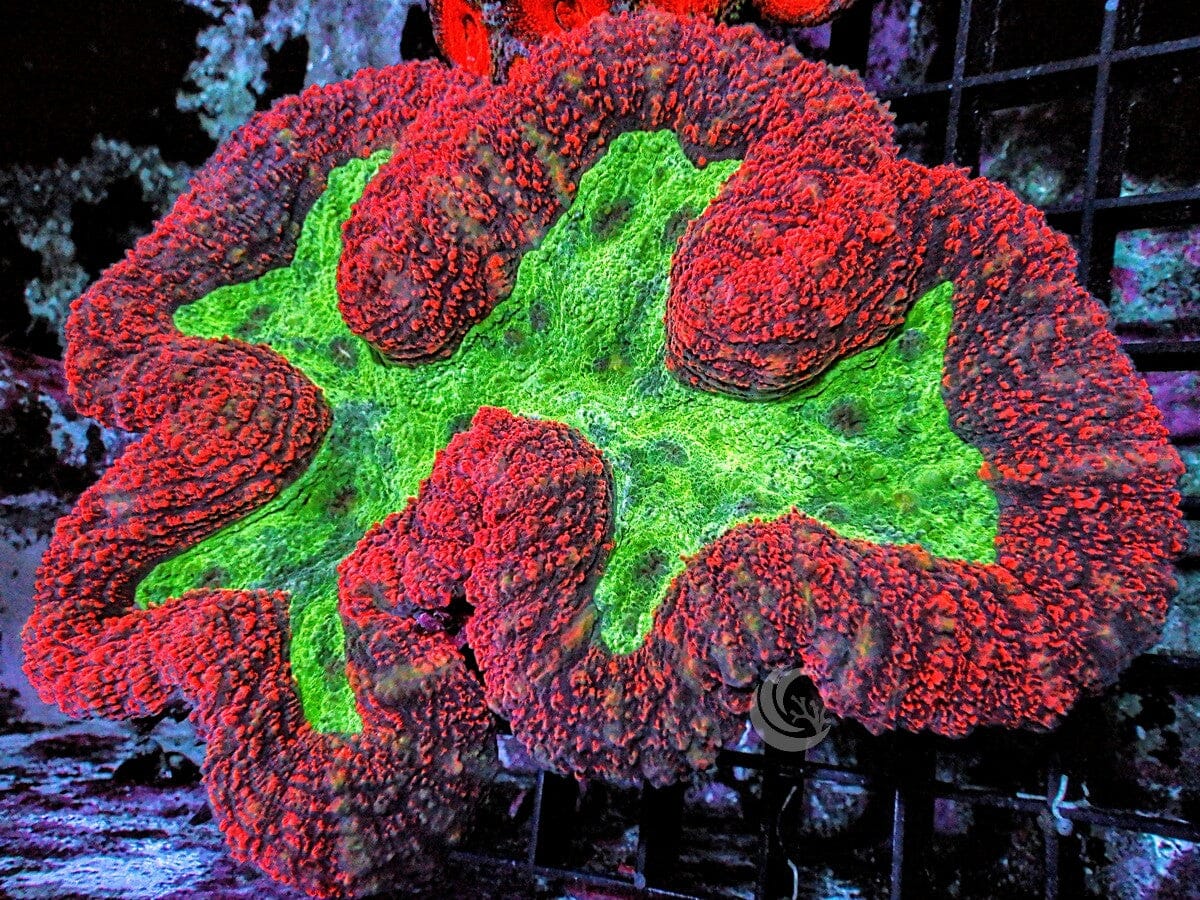 CENTERPIECE Bright Red and Neon Lime Symphyllia
