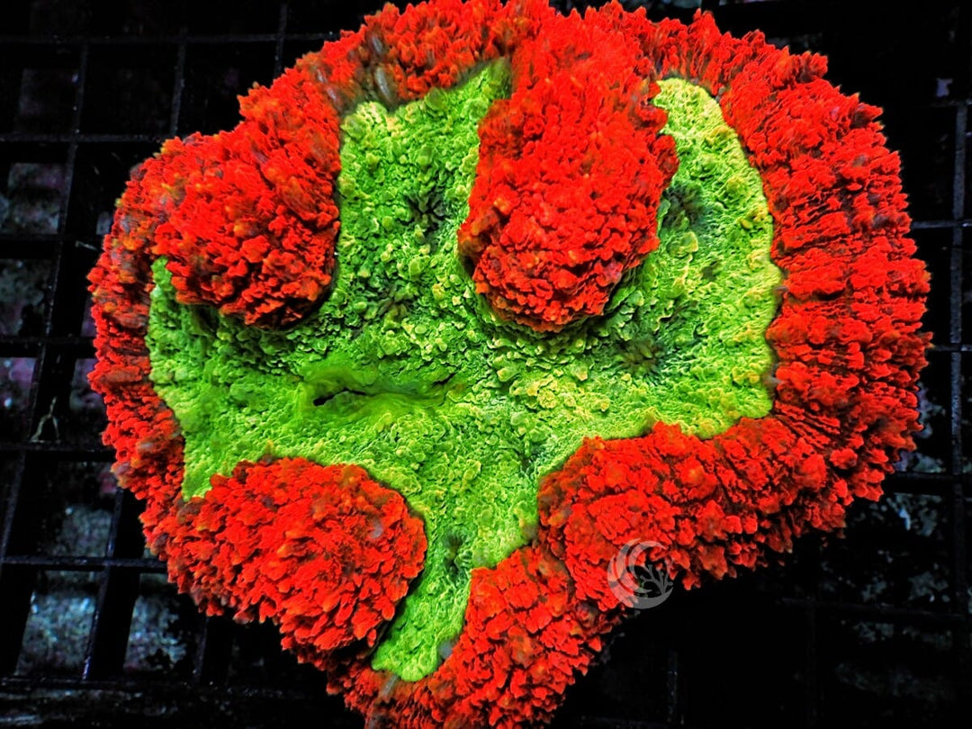 Bright Red and Neon Lime Symphyllia