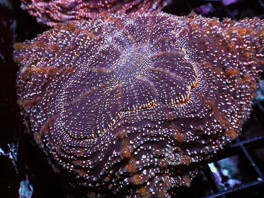 Pink Speckled Acanthophyllia