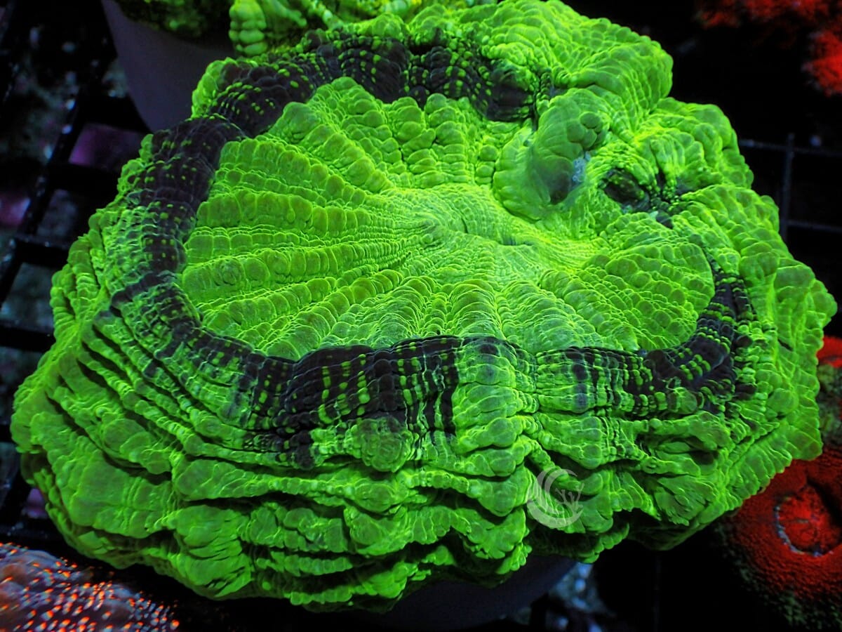 Super Green Acanthophyllia