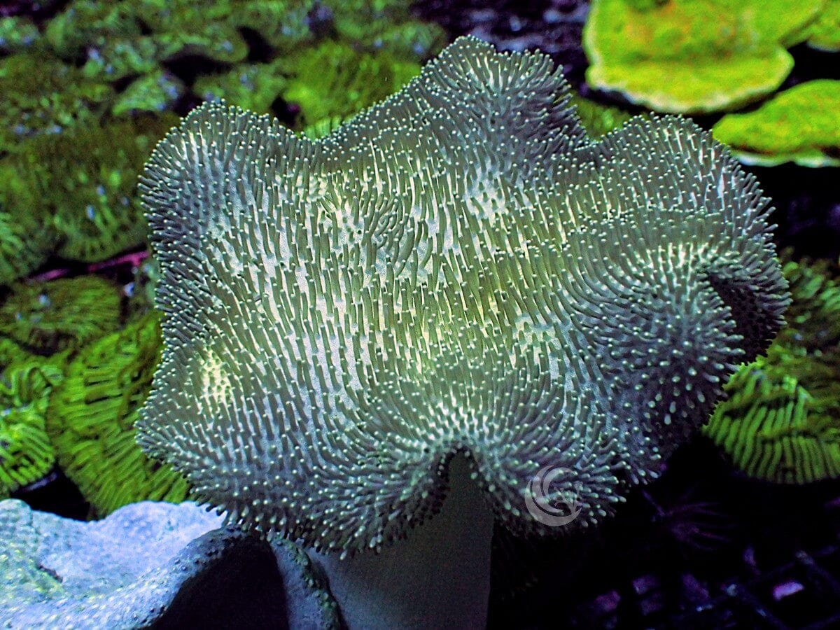 Lemon-Lime Toadstool Leather