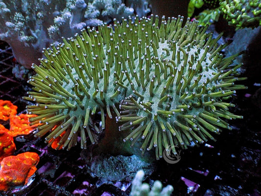 Long Green Polyp Toadstool Leather