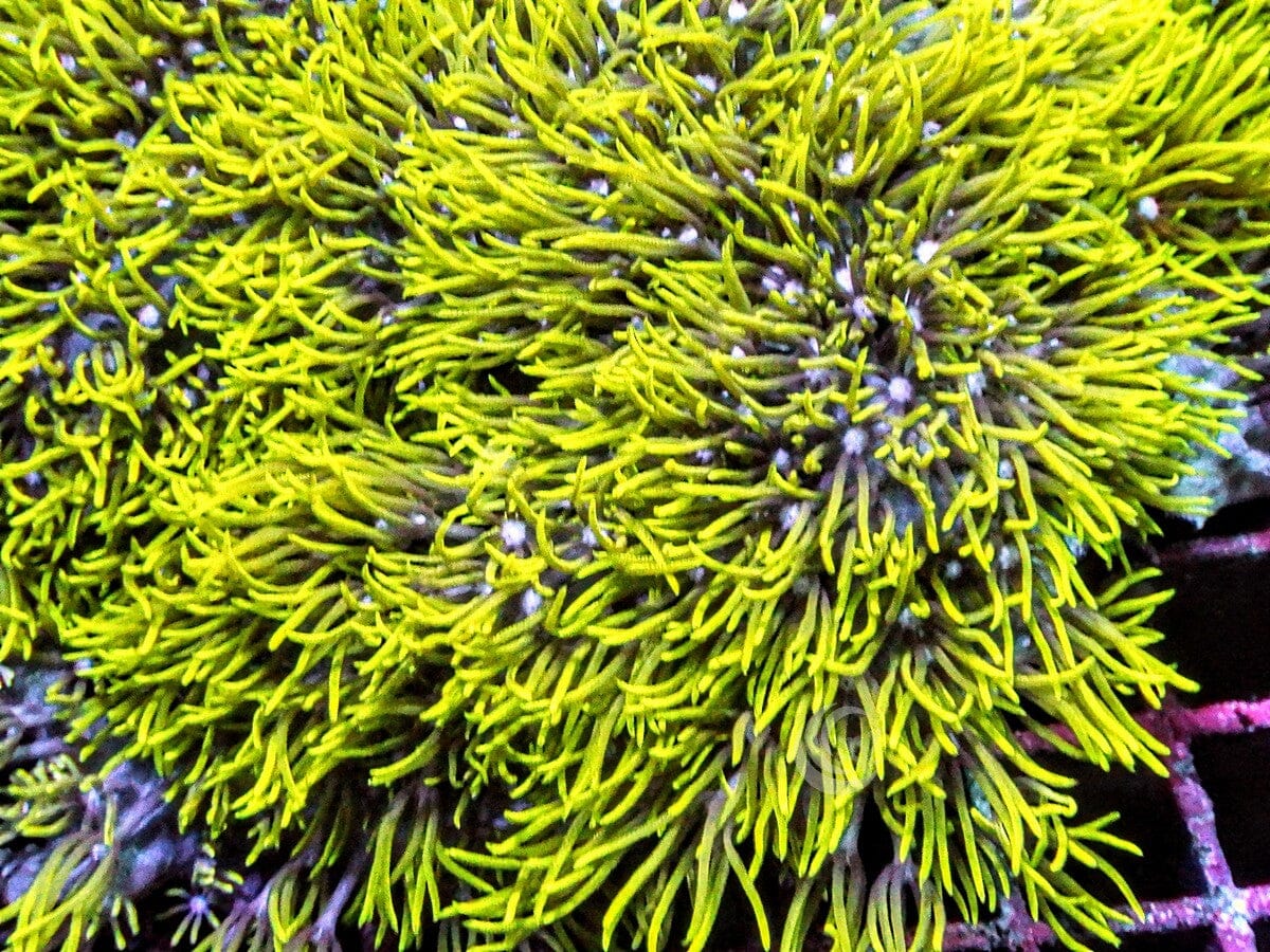 Neon Green Star Polyps