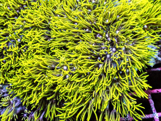Neon Green Star Polyps
