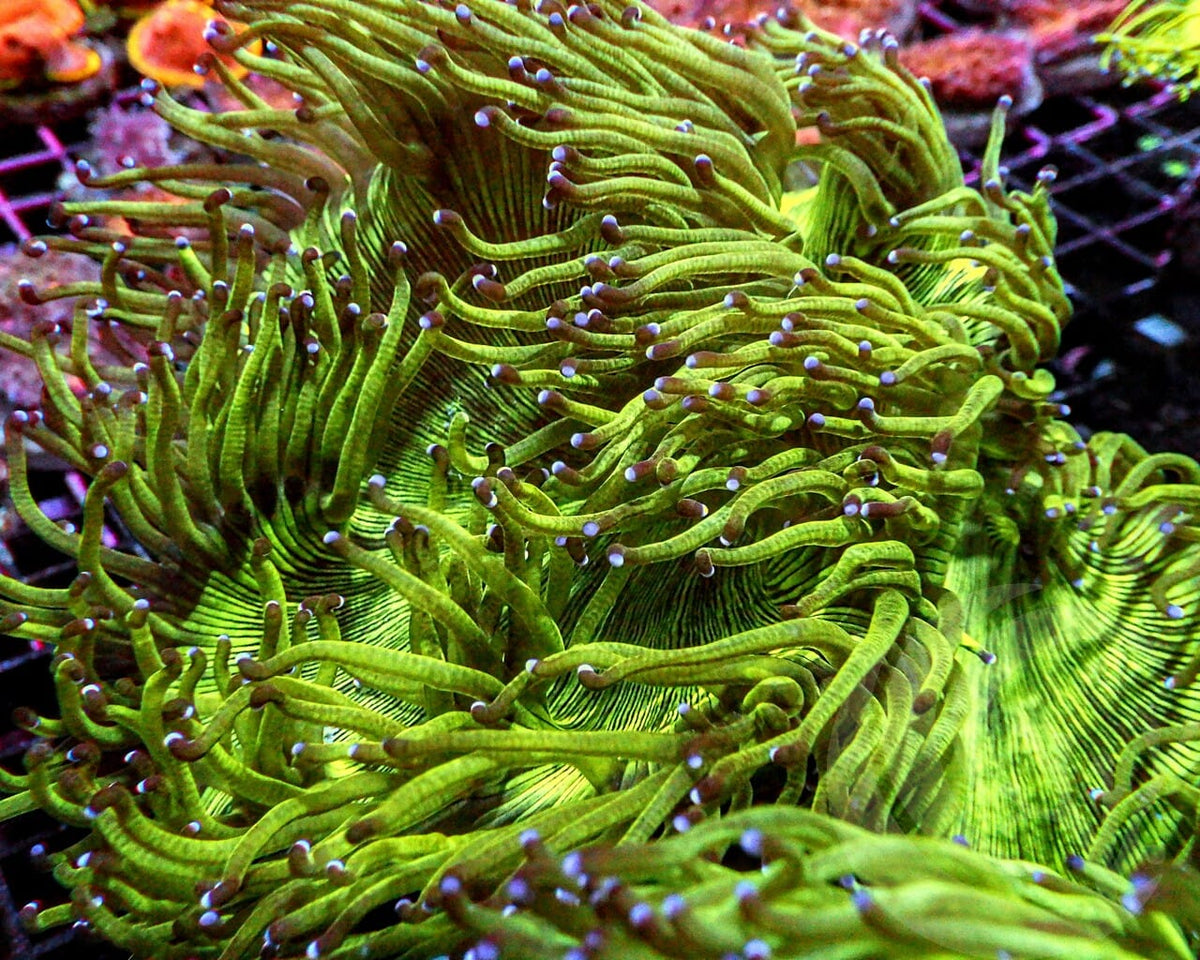 Cultured Purple tip Elegance Colony