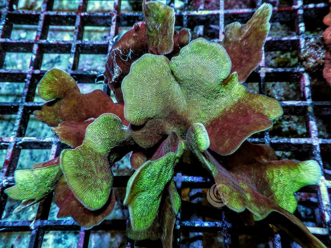 Green Cactus Pavona