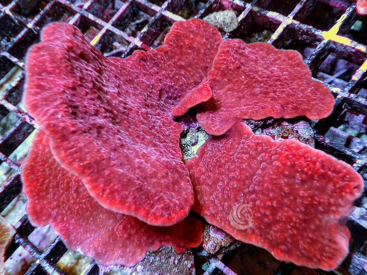 Cherry Plating Montipora Combination