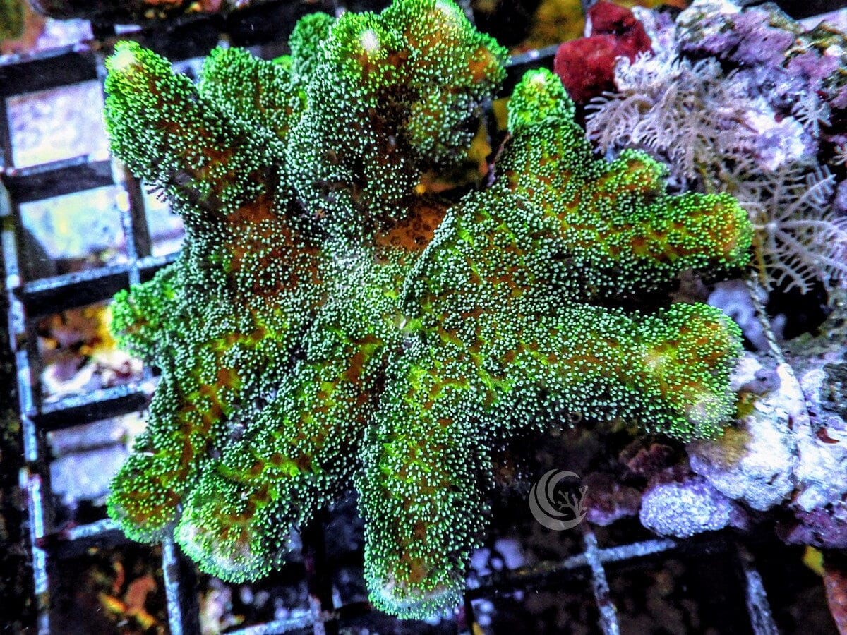 Fuzzy Green Stylophora