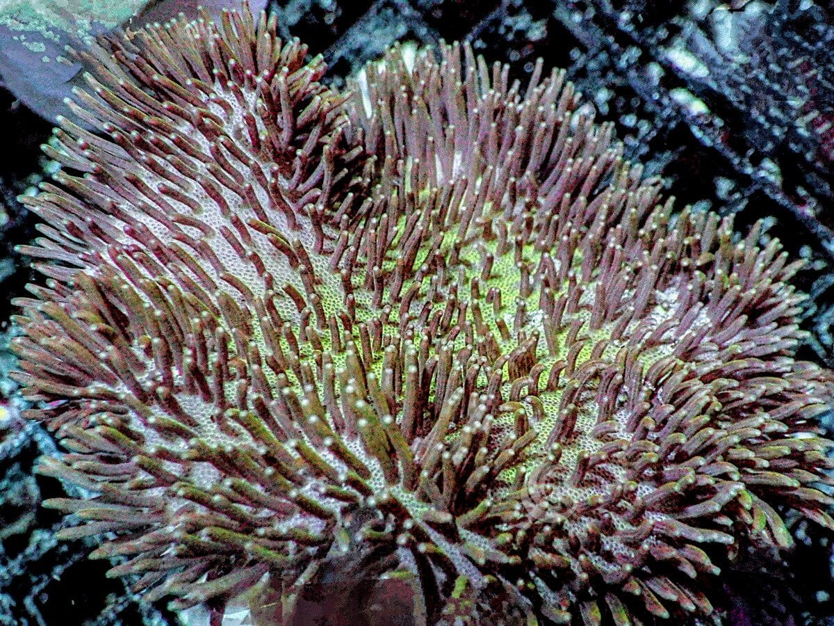 Yellow-Green Toadstool Leather