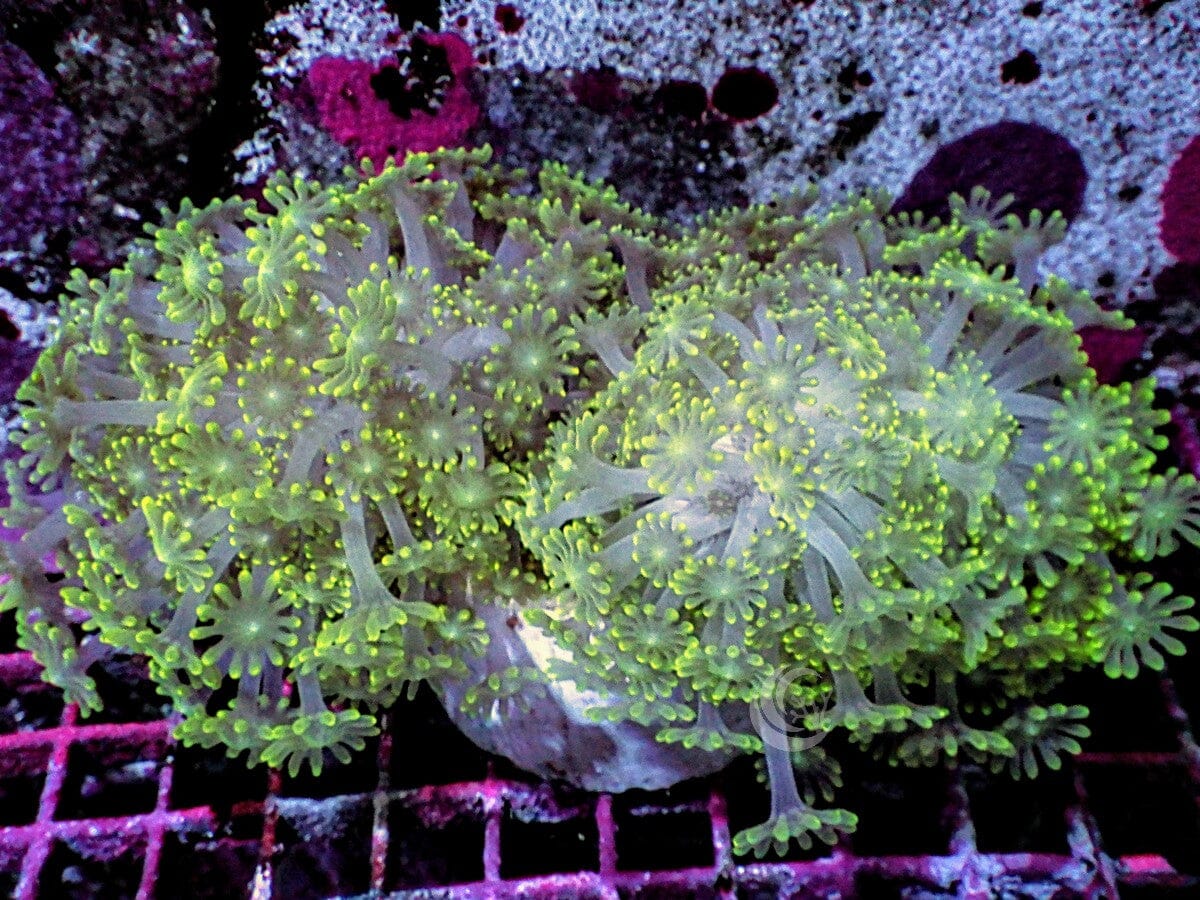 Green Alveopora