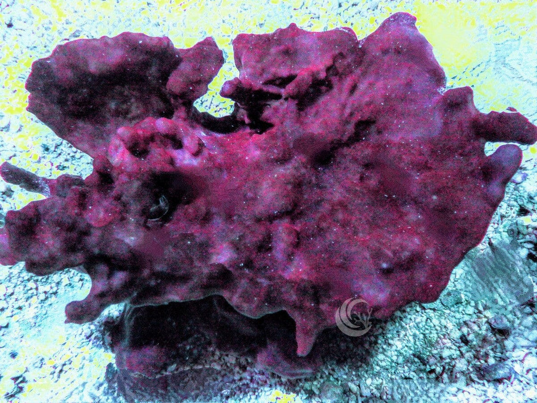 Purple Photosynthetic Sponge