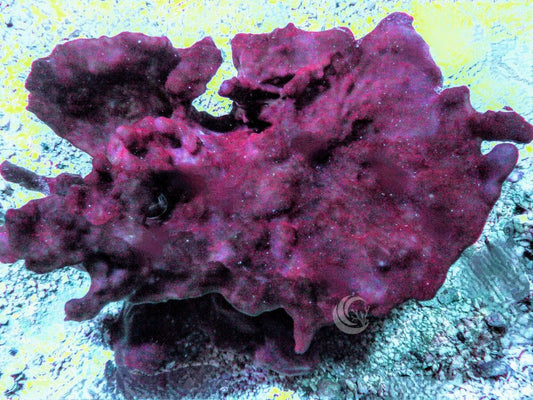 Purple Photosynthetic Sponge