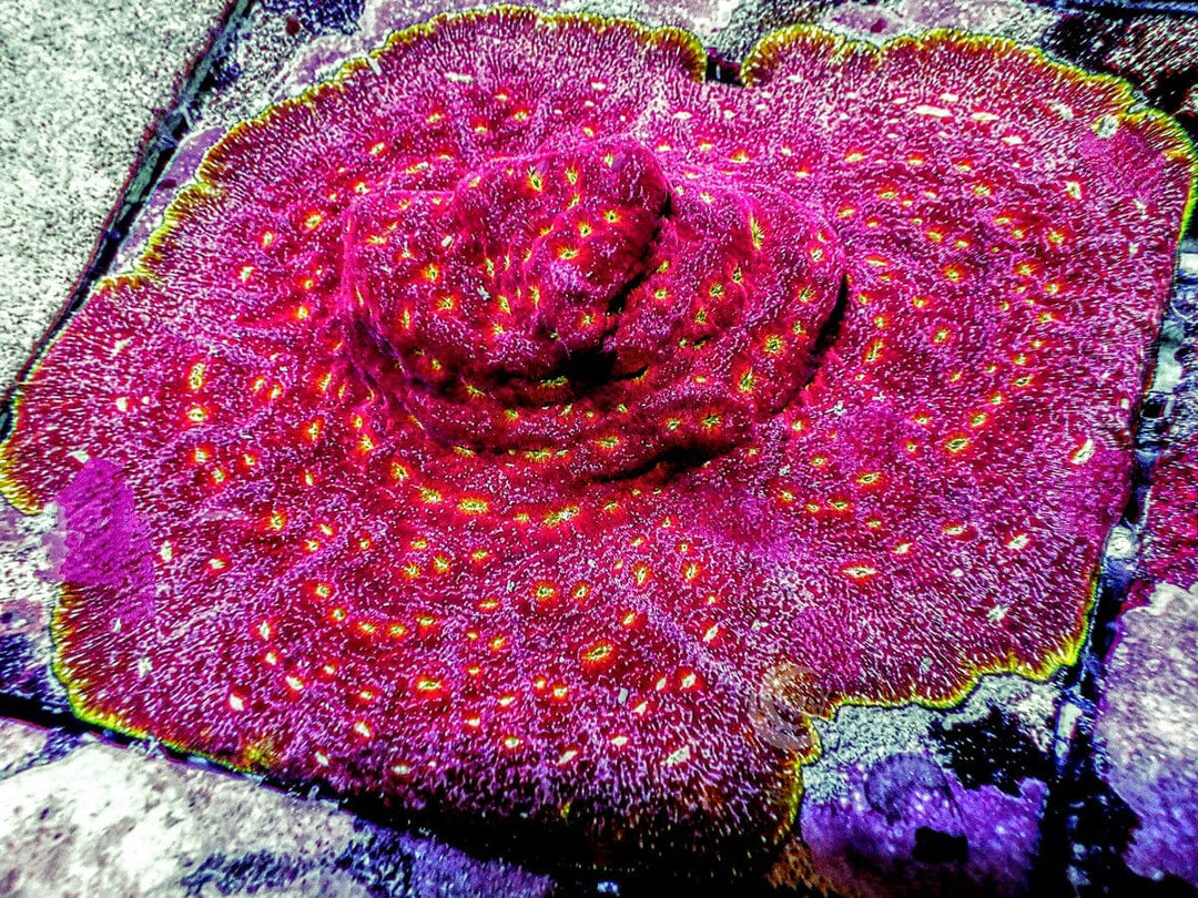 Klepto Leptoseris