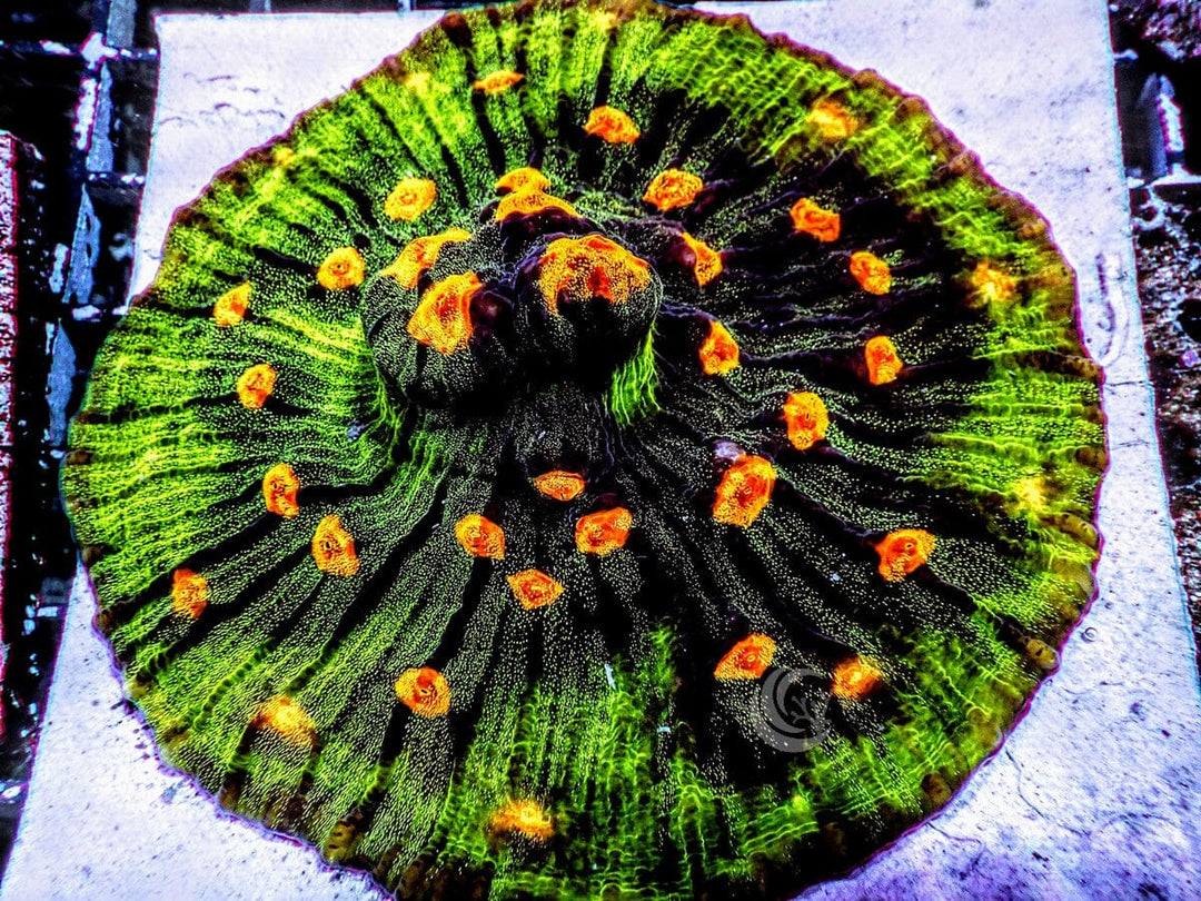 Raja Chalice