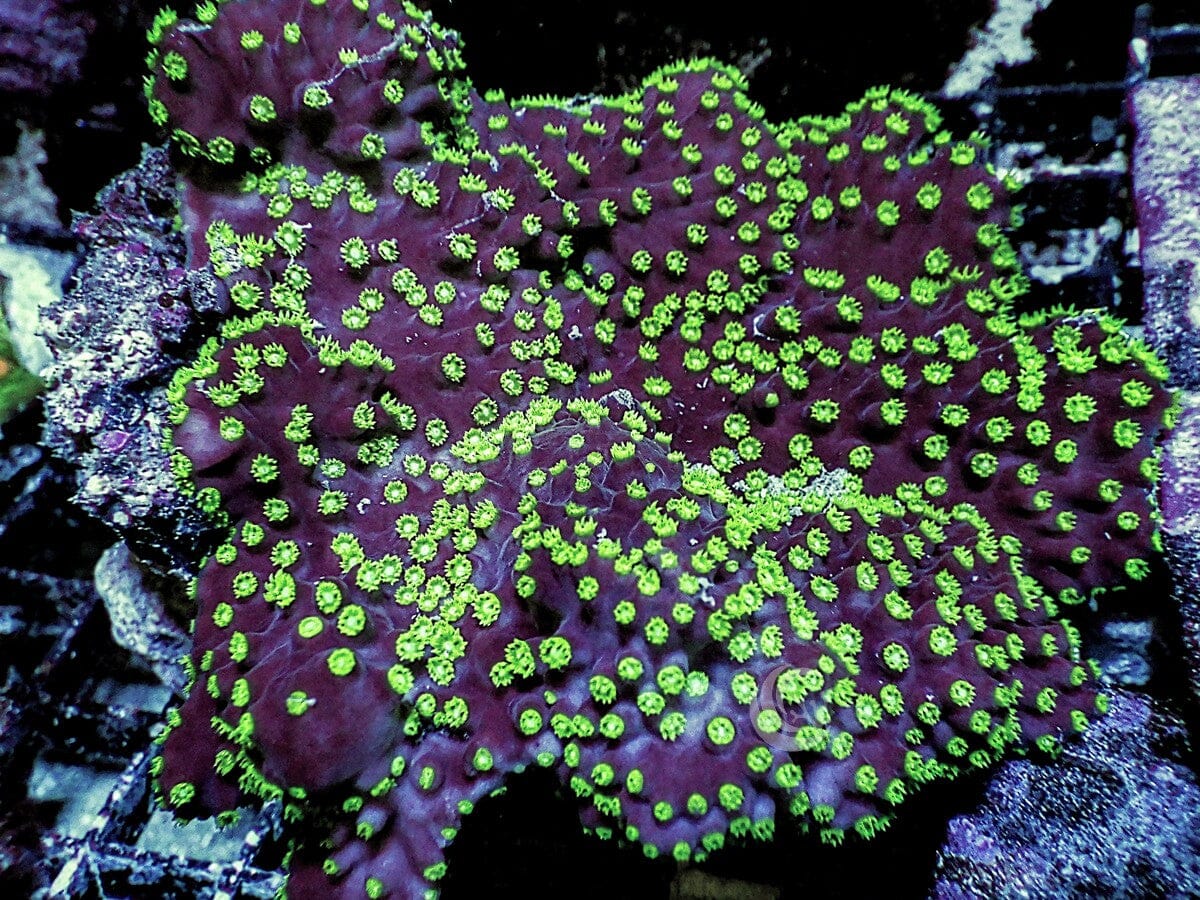 Neon Polyp Scrolling Turbinaria