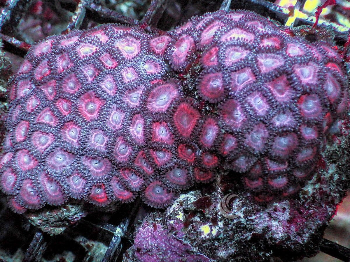 Pink Zonker Zoanthids