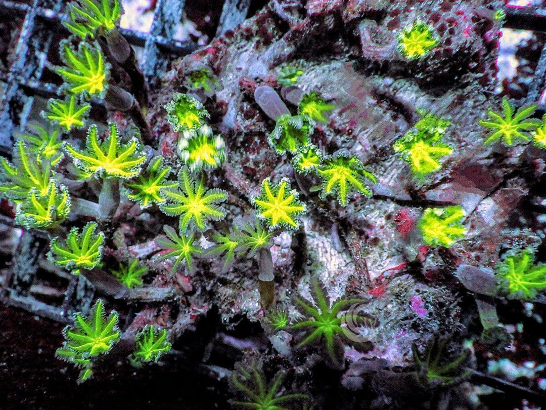 Neon Clove Polyps