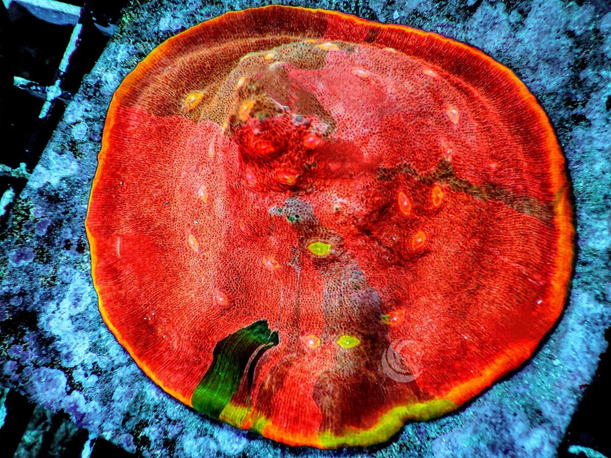 Rainbow Patchwork Chalice