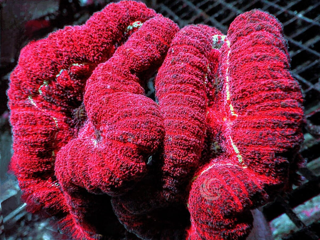 Red Lobophyllia