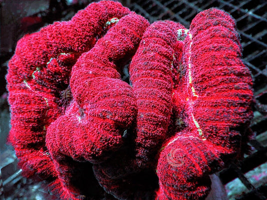 Red Lobophyllia