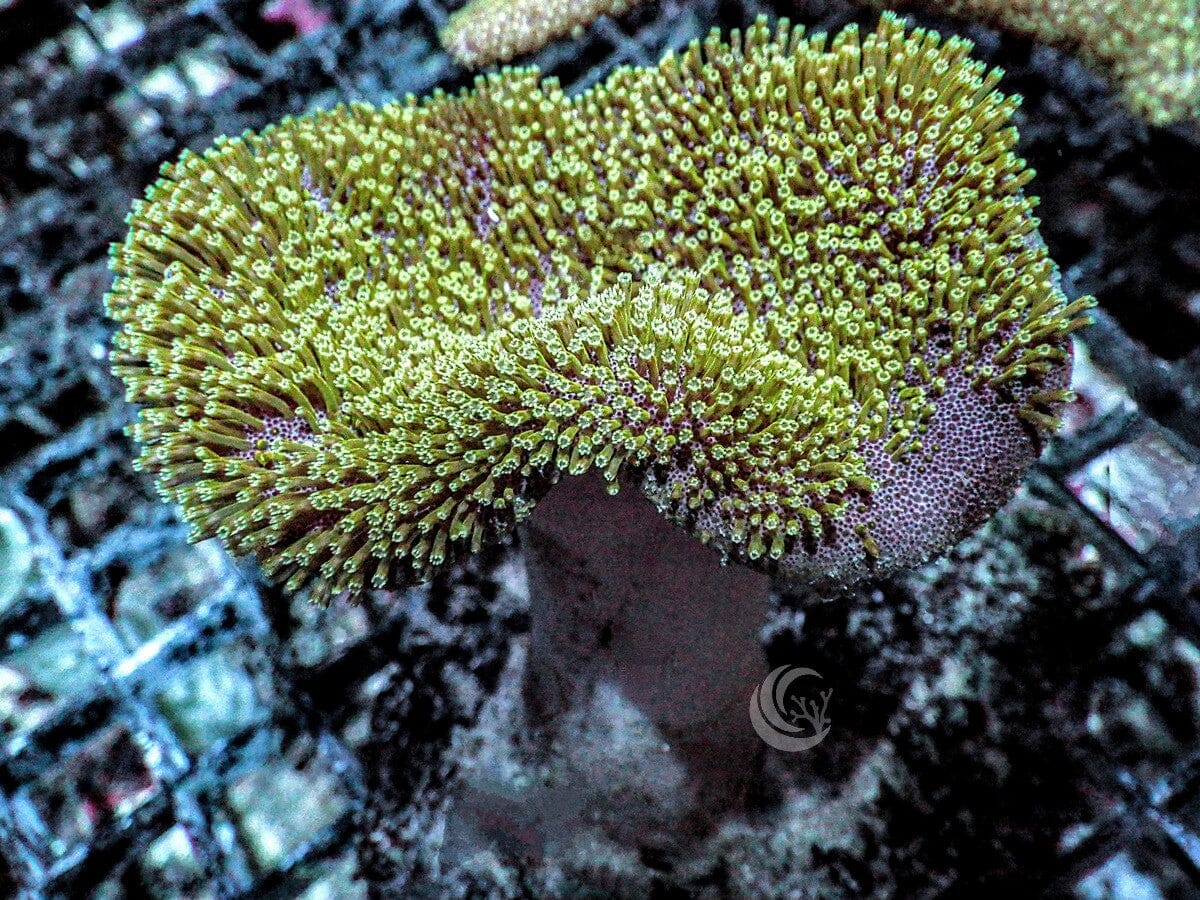 Green Toadstool Leather