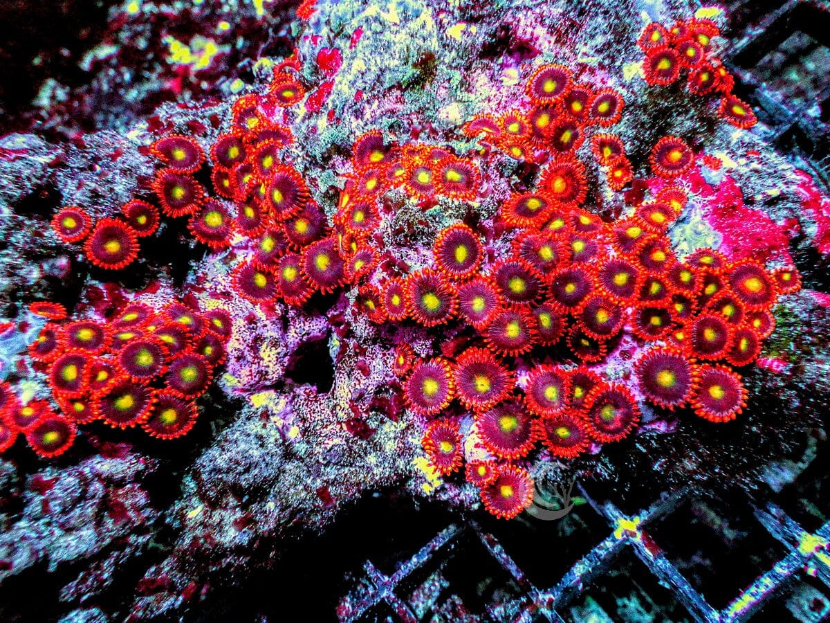 Red Skirt Zoanthids