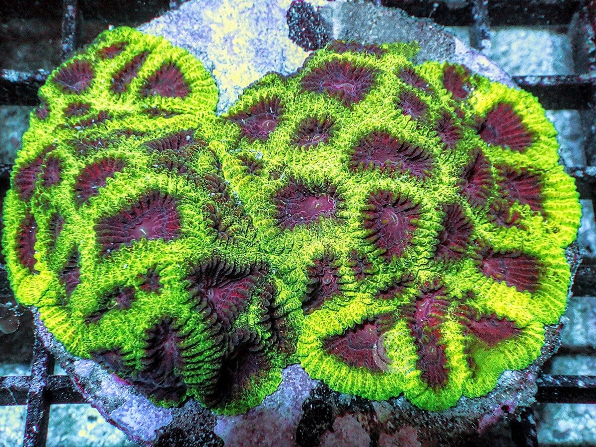 Black Cherry Favia
