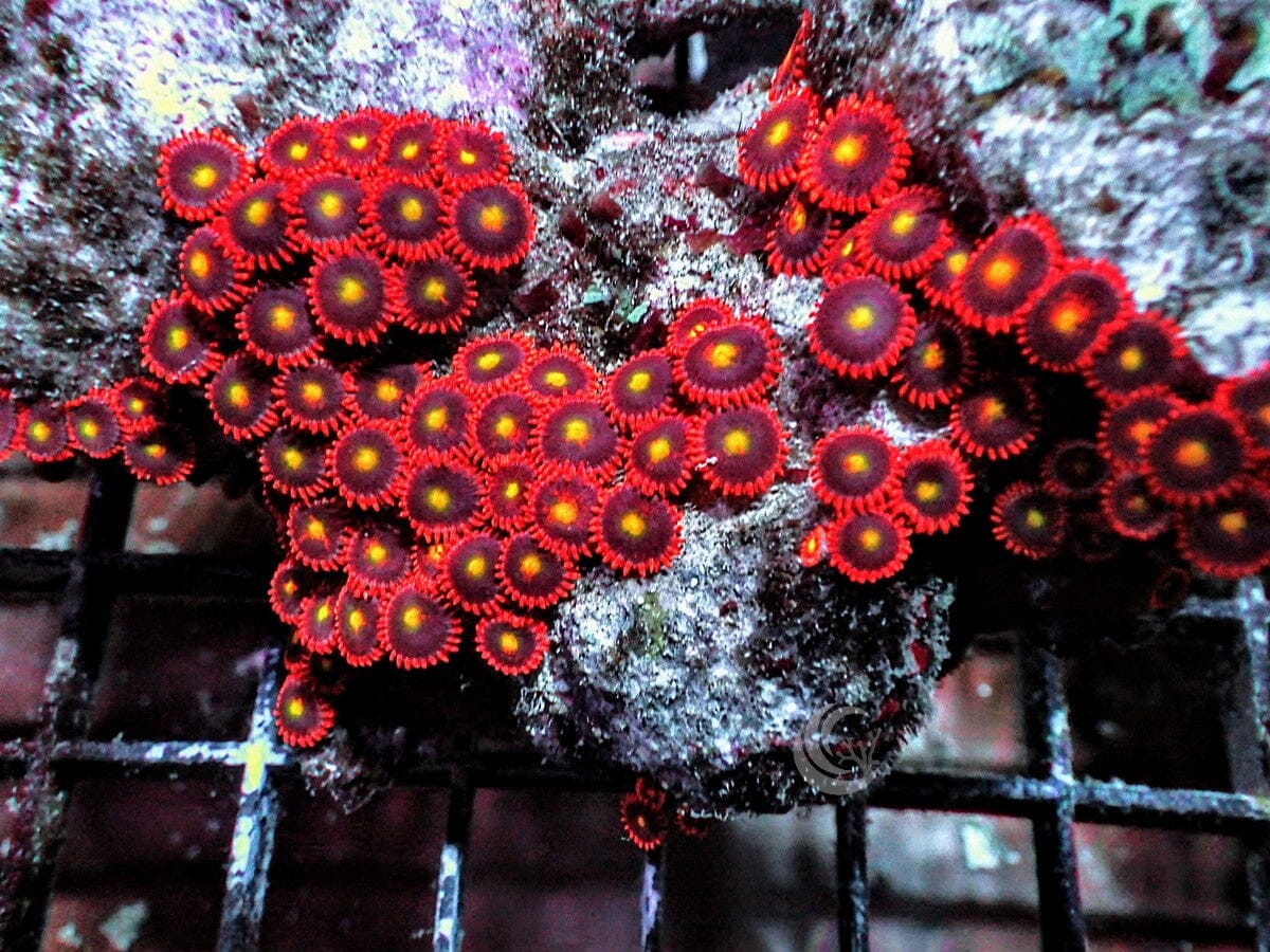 Red Skirt Zoanthids