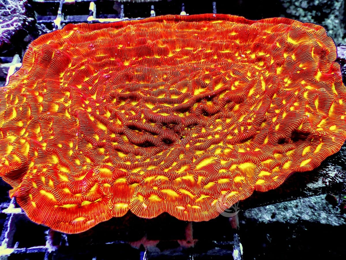 Jack O'Lantern Leptoseris