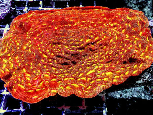 Jack O'Lantern Leptoseris