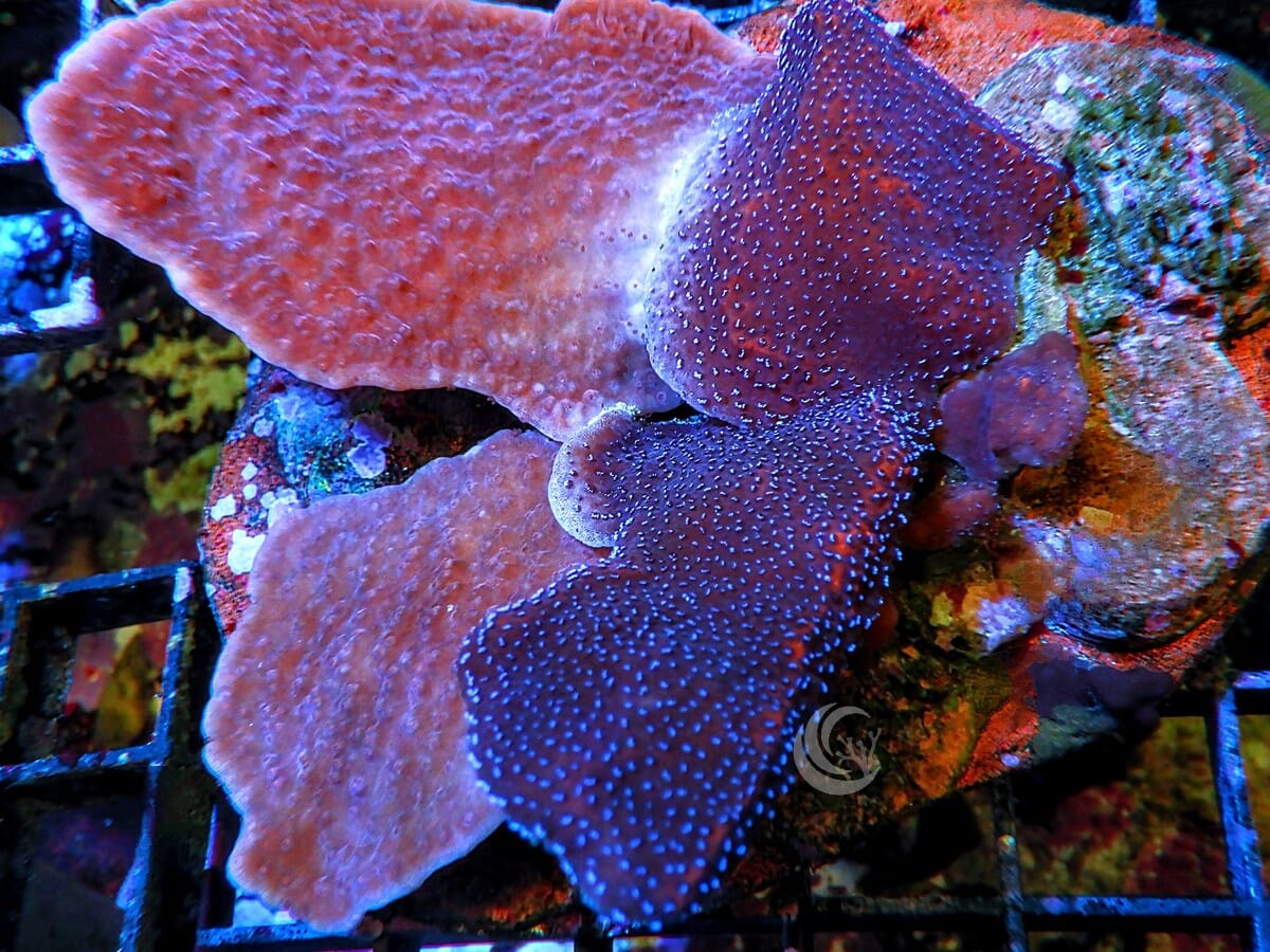 Montipora Combination