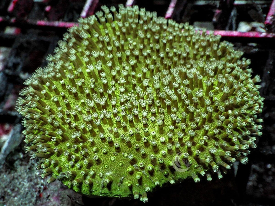 Green Toadstool Leather