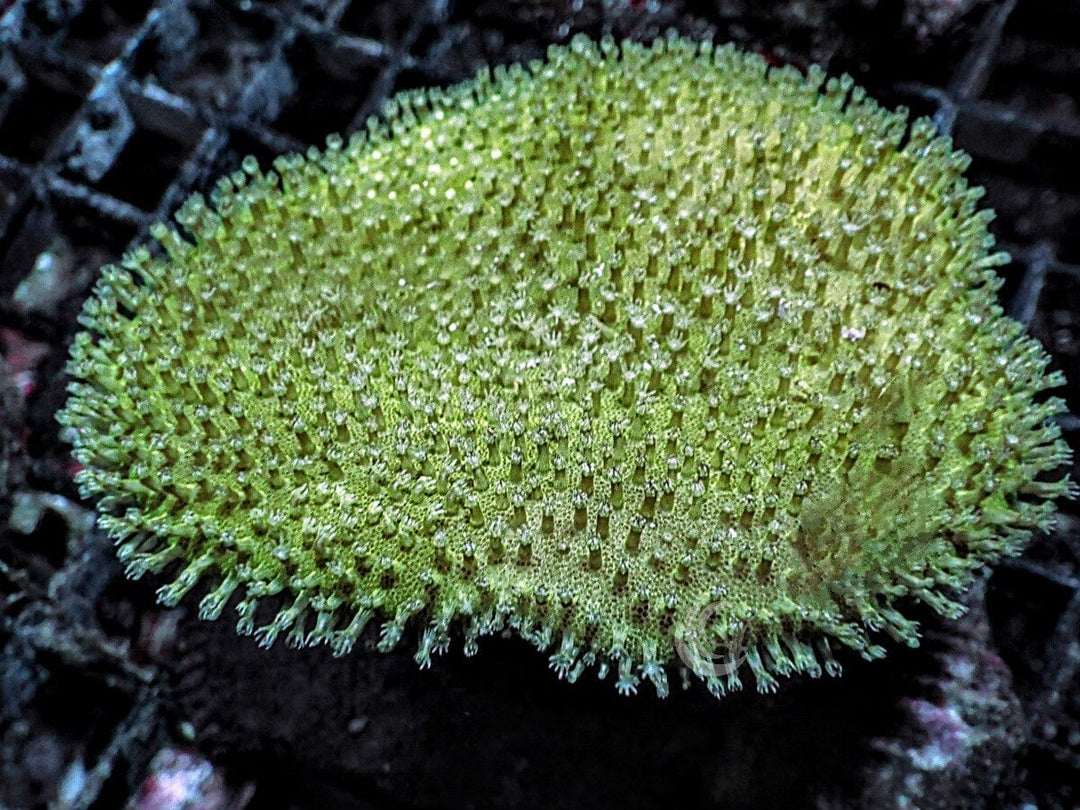 Green Toadstool Leather