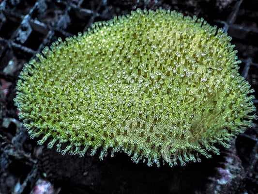 Green Toadstool Leather