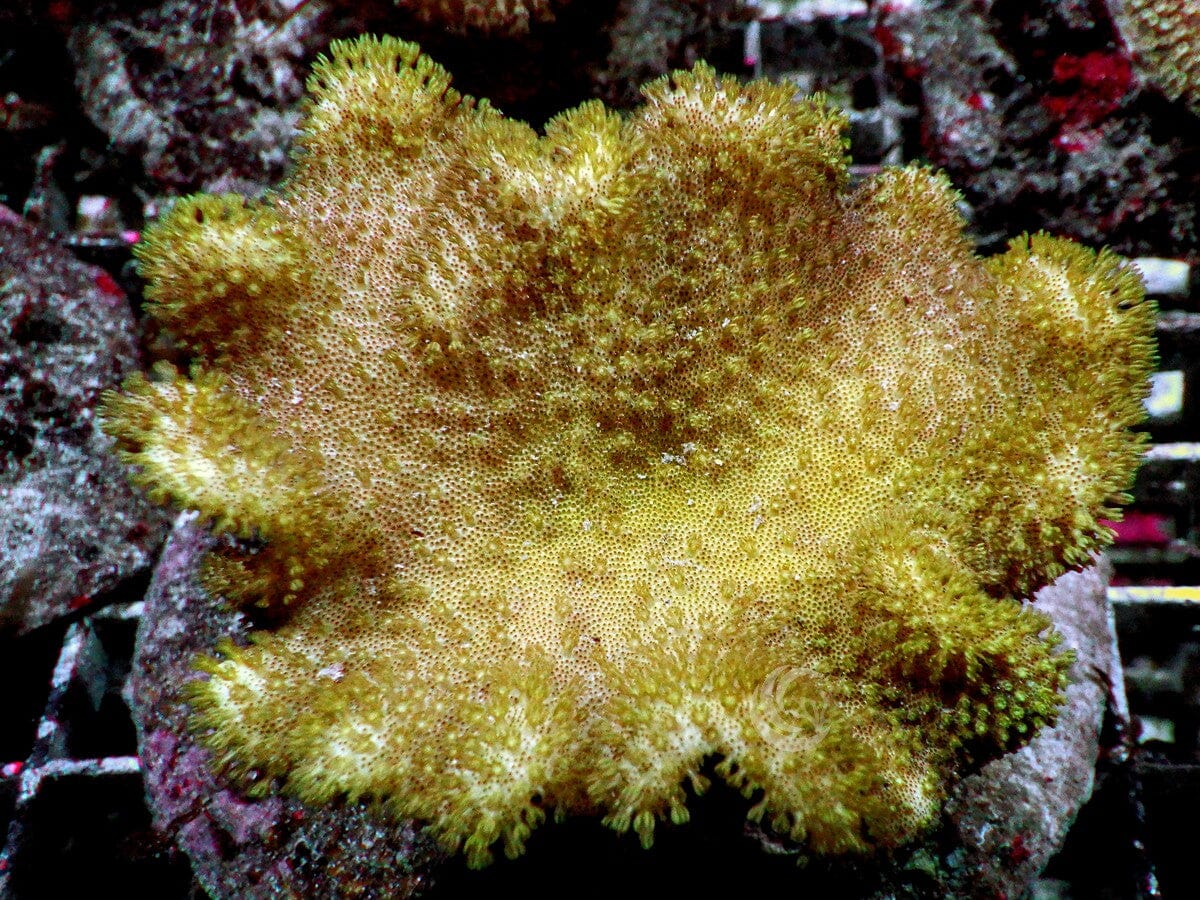 Yellow Toadstool Leather