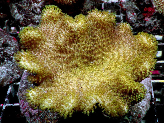 Yellow Toadstool Leather