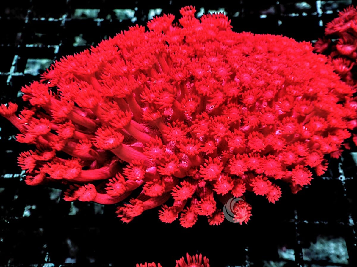 Neon Red Goniopora