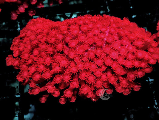 Neon Red Goniopora