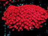Neon Red Goniopora