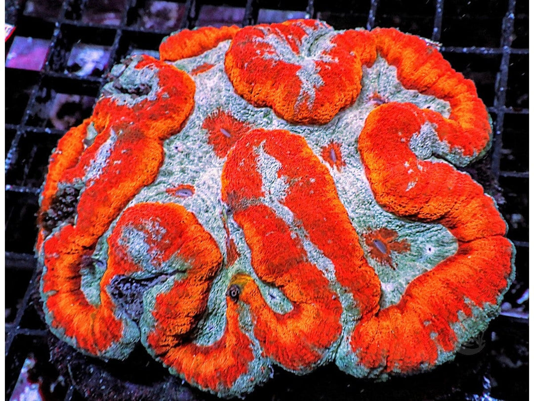 Clownface Lobophyllia