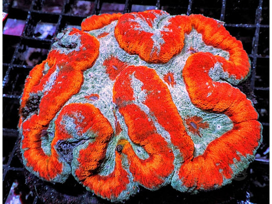 Clownface Lobophyllia