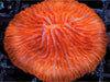 Orange Fungia