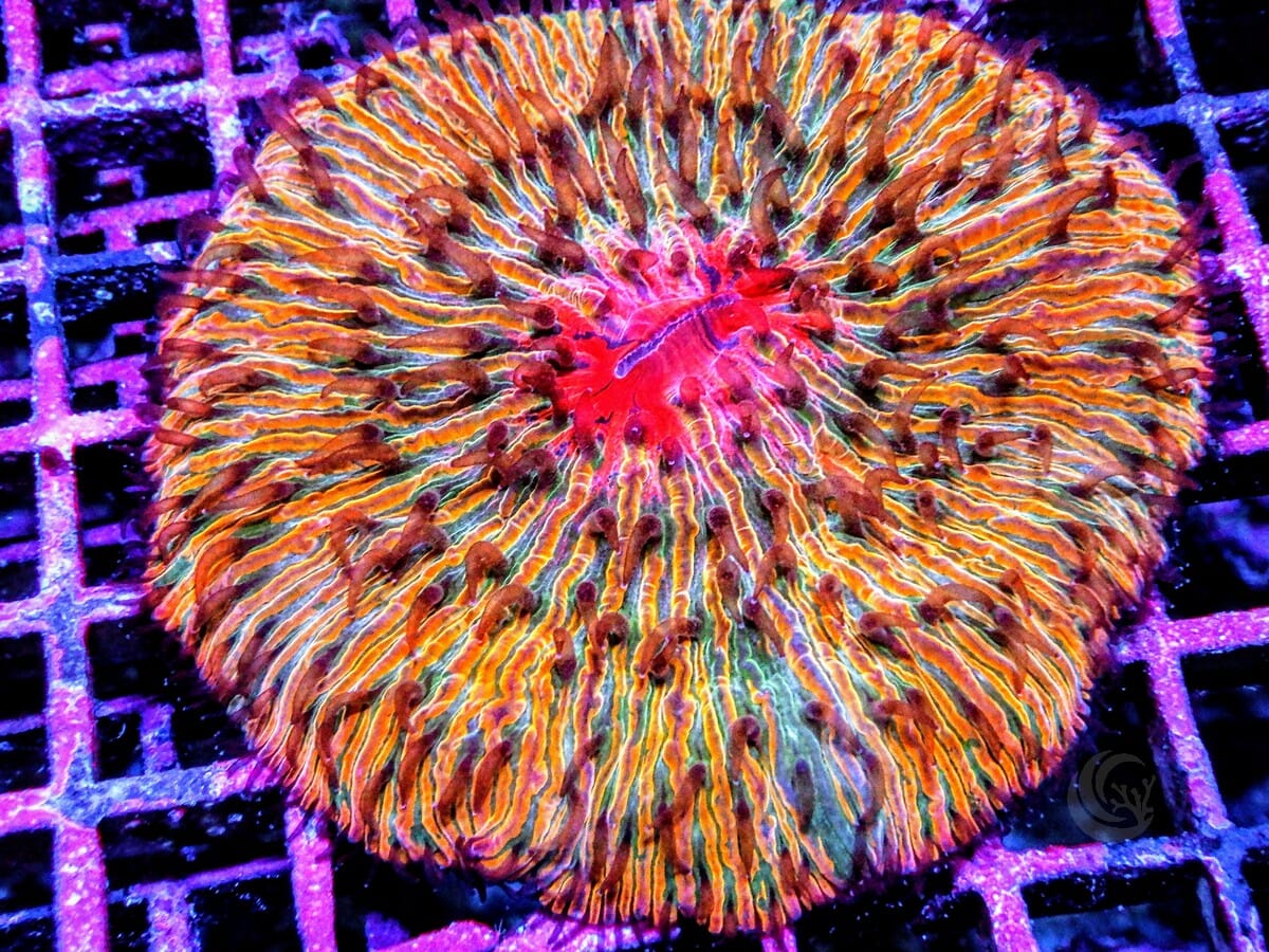 MultiColor Fungia