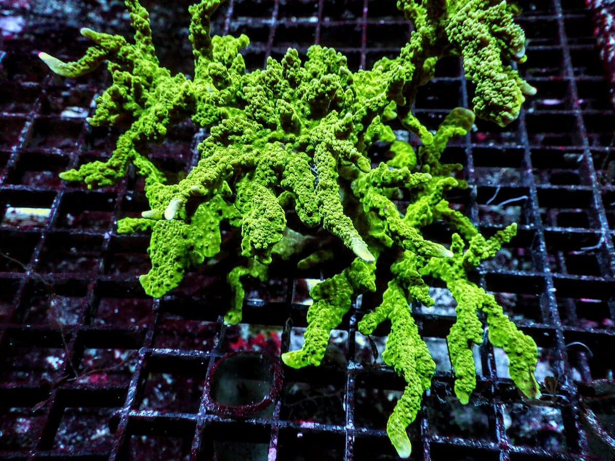 Green Branching Montipora