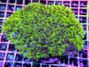 Green Short Polyp Bubble Coral 