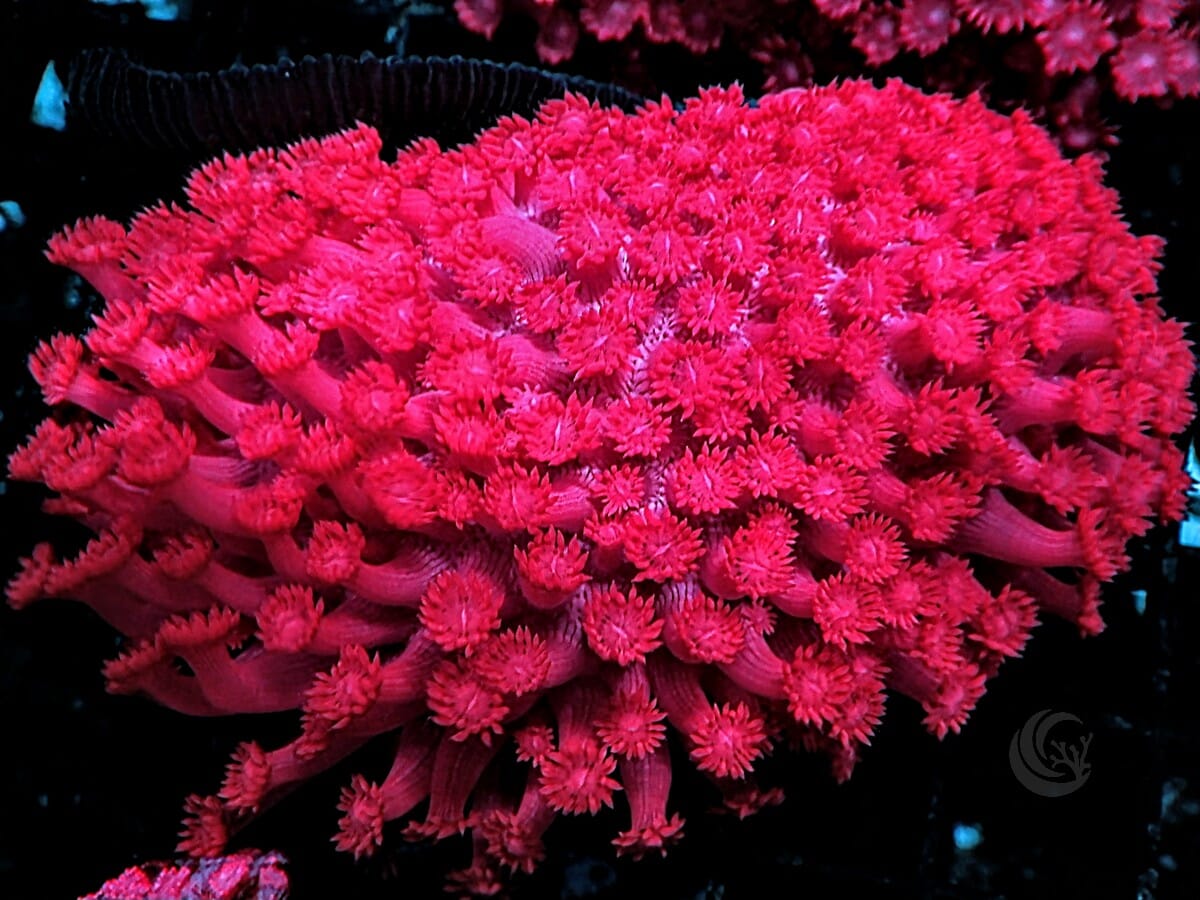 Neon Red Goniopora